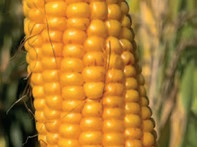 Kukuřice